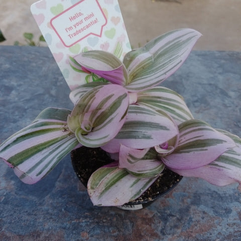 Tradescantia - 