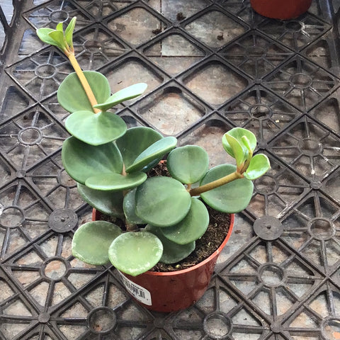 Peperomia - 