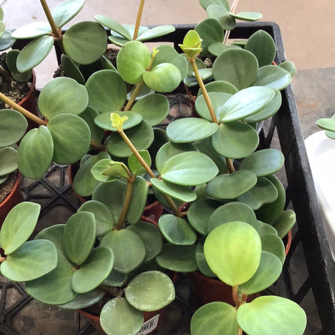 Peperomia - 