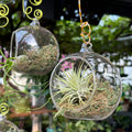 Air Plants - 