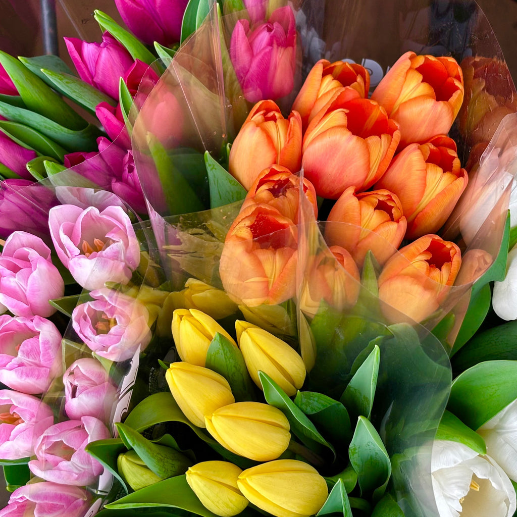 Island Grown Tulips (VANCO)