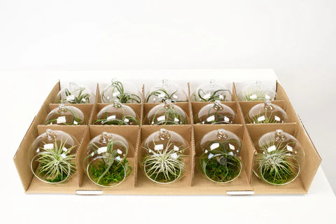 Air Plants - 