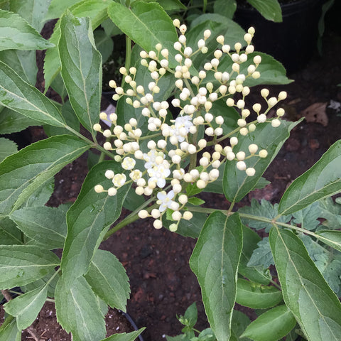 Elderberry - “Scotia” (1Gal)
