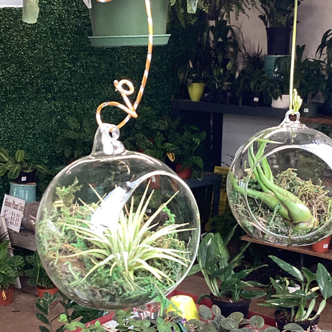 Air Plants - 