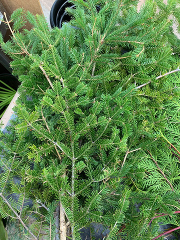 Fresh Cut B.C. Silver Fir