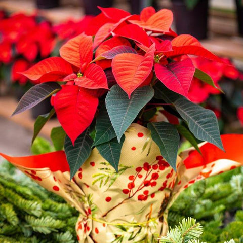 Red Single Poinsettia