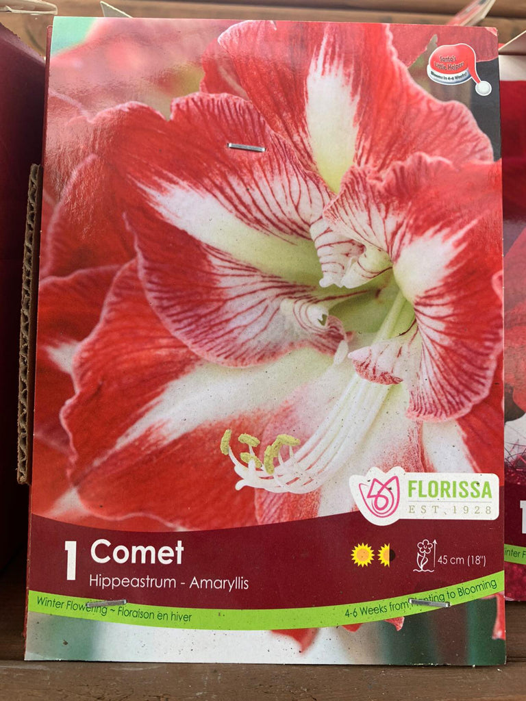 Pack Indoor Bulbs - “Amaryllis”