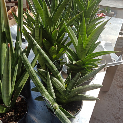 Sansevieria - “Premium Asst.” (4”)