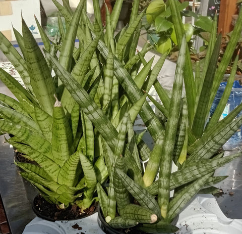 Sansevieria - “Premium Asst.” (4”)