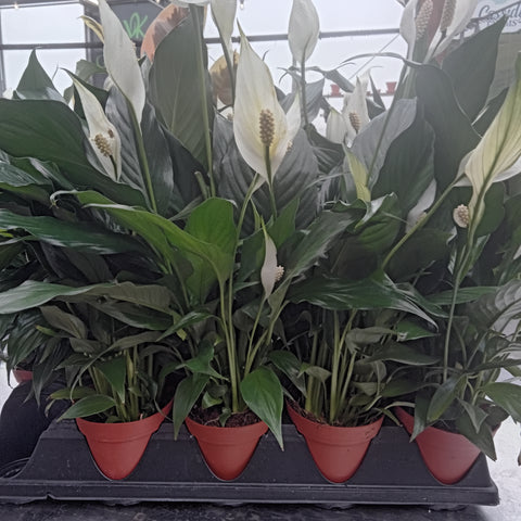 Peace Lily - “Spathiphyllum” (4”)