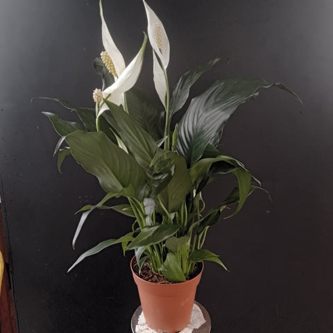 Peace Lily - “Spathiphyllum” (4”)