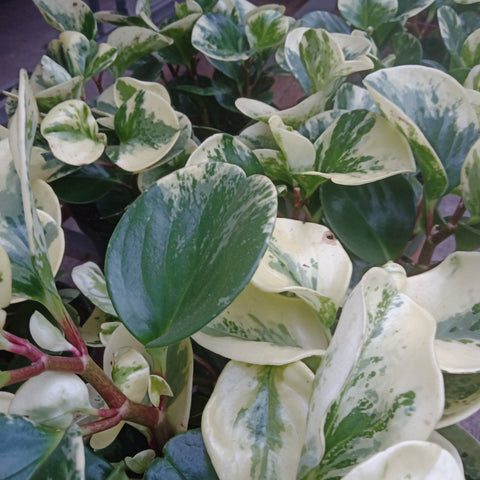 Peperomia - 