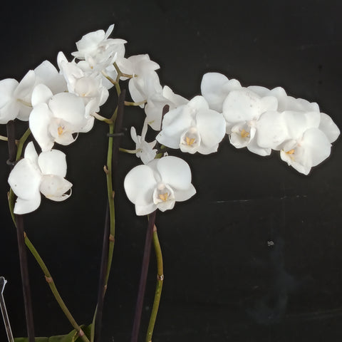 Phalaenopsis Orchid - 