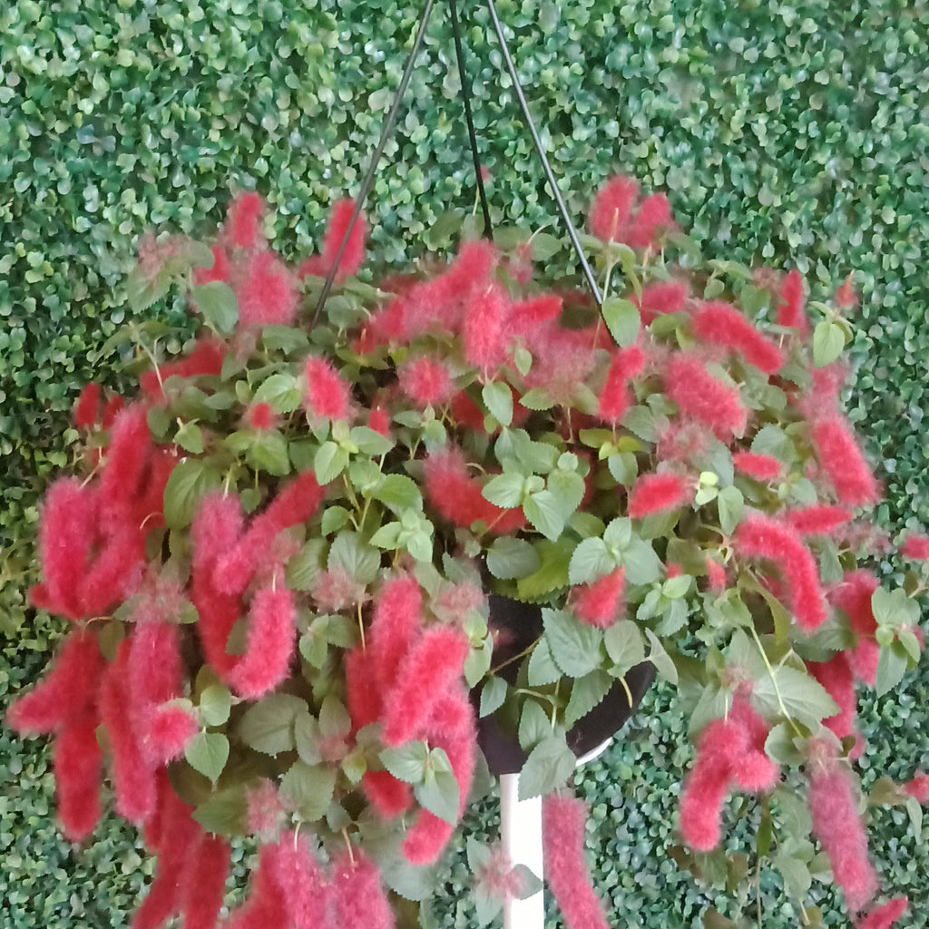 Chenille Plant - 