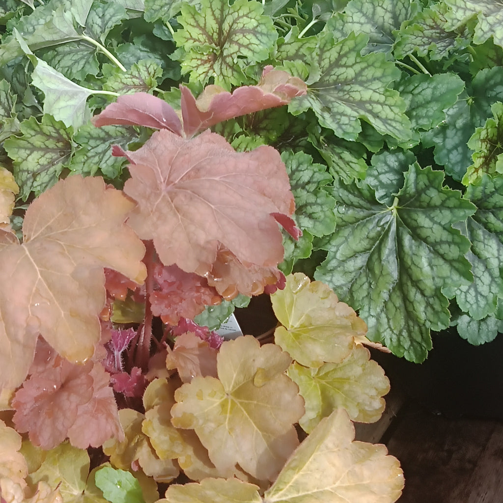 Heuchera - 