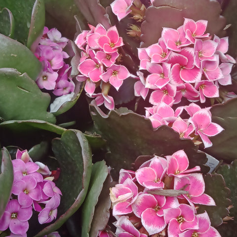 Indoor Flower - “Kalanchoe” (4