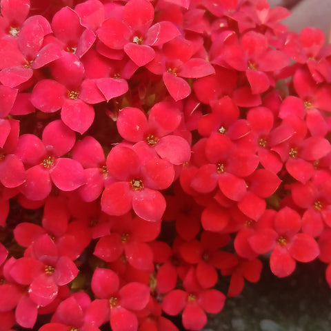 Indoor Flower - “Kalanchoe” (4