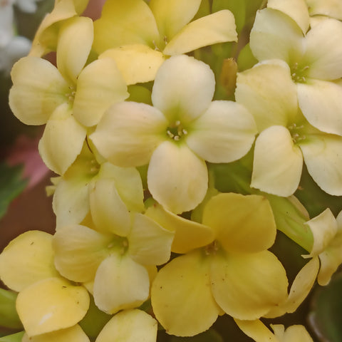 Indoor Flower - “Kalanchoe” (4