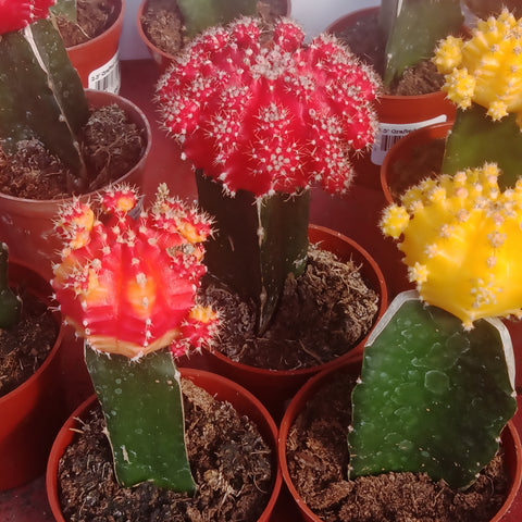 Cactus - “Grafted Assorted” (2.5