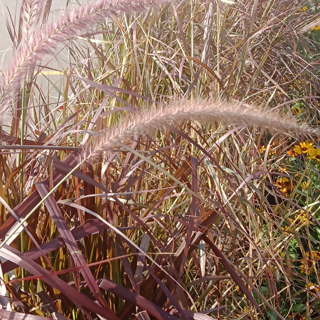 Annual Grass - “Purple Fountains” (2 Gal)