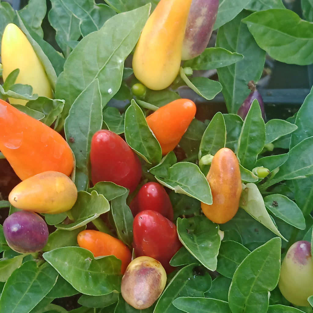 Ornamental Pepper - 5.5” Annual