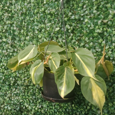 Hanging Basket - “Philodendron Brazil” (6”)