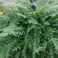 Fern - 