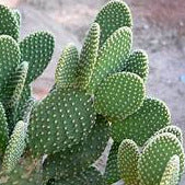 Cactus - 