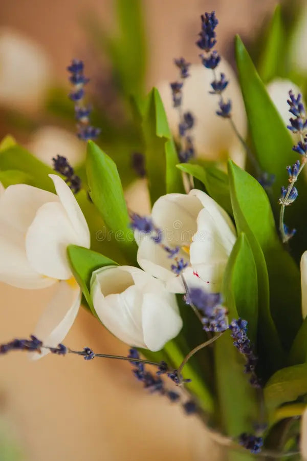 Island Grown Tulips (VANCO)