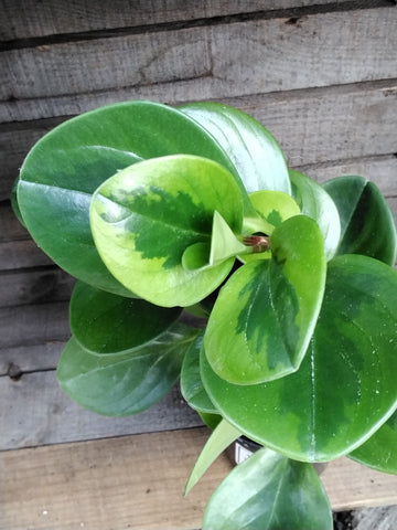 Peperomia - 