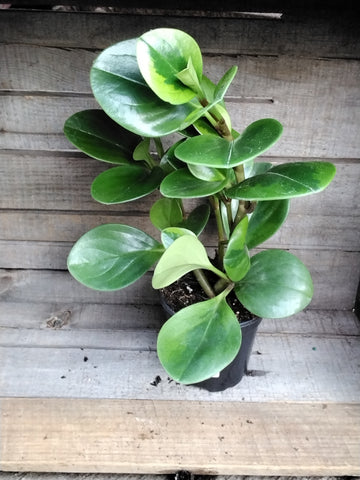 Peperomia - 