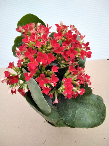 Indoor Flower - “Kalanchoe” (4