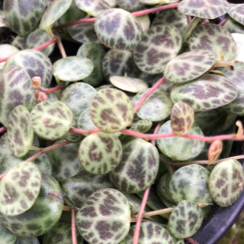 Peperomia - “String of Turtles”