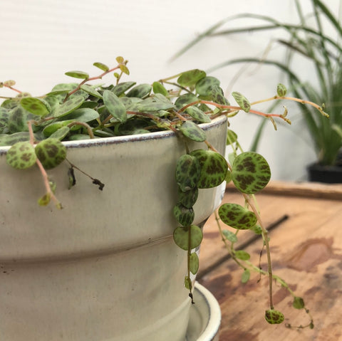 Peperomia - “String of Turtles”