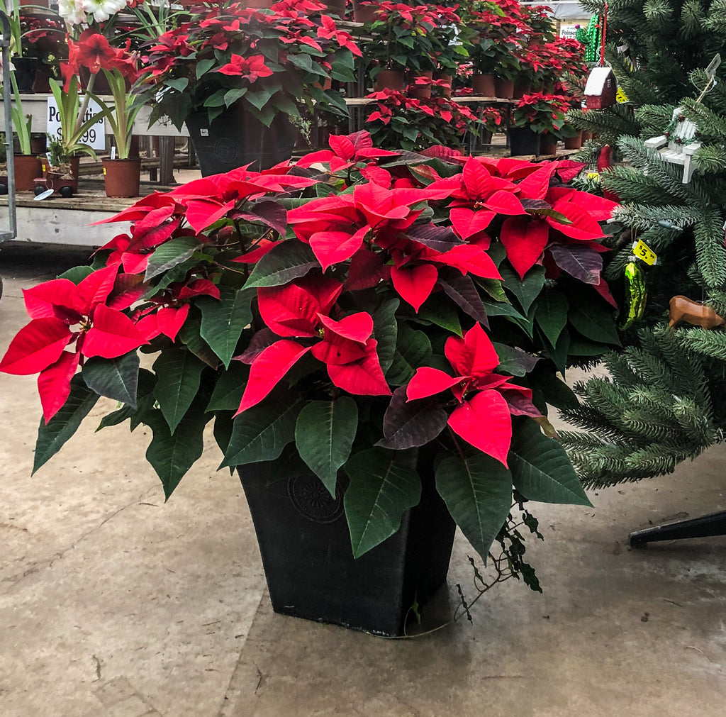 Poinsettia - Large Planter