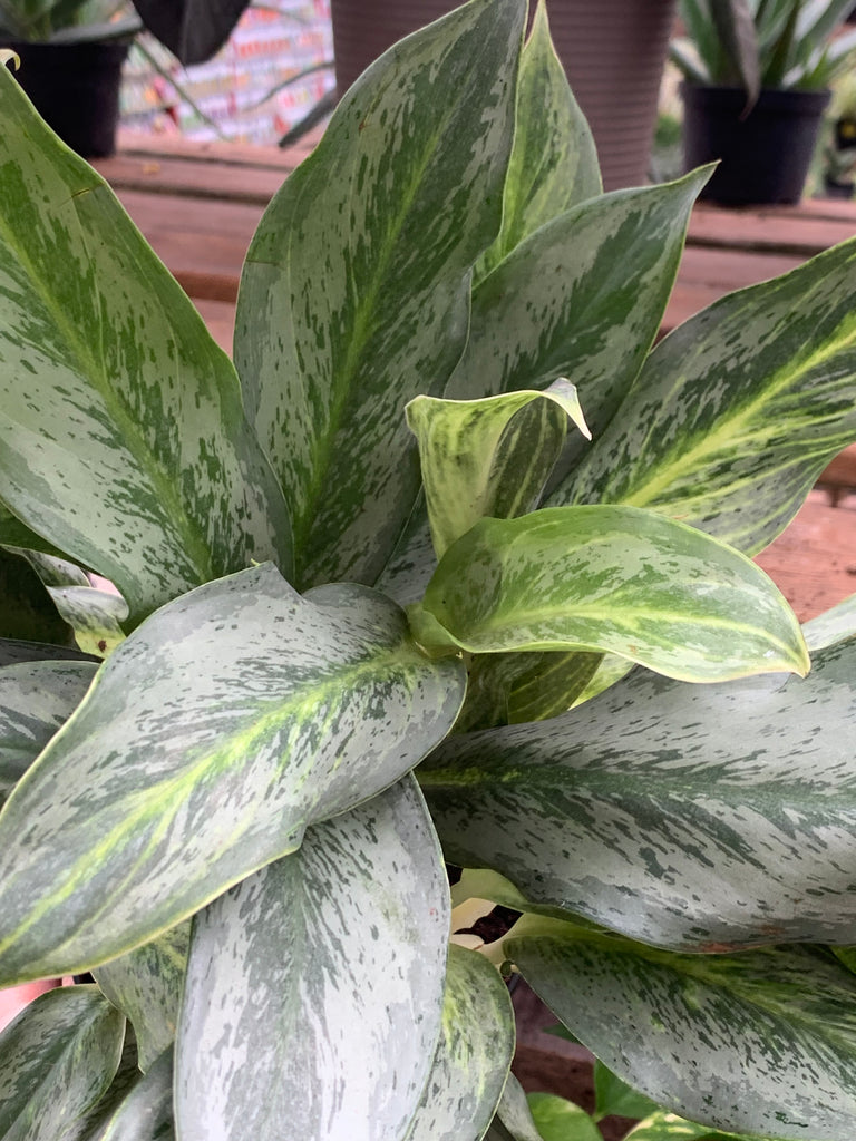 Aglaonema - 