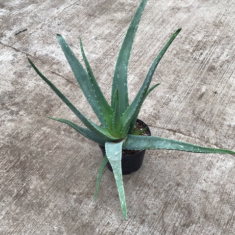 Aloe Vera - 